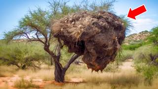 Hikers Stumble Upon a Massive Nest Then He Hears quotHelp Mequot [upl. by Eesdnil157]