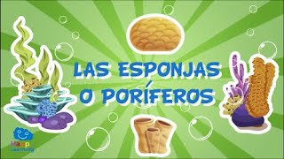 LAS ESPONJAS O PORÍFEROS Animales Invertebrados  Videos Educativos para Niños [upl. by Anez114]