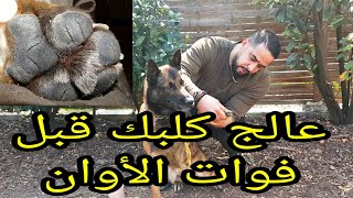 أسهل طريقة لعلاج أرجل الكلب و كيفية الحفاض عليها بصحة جيدة comment traiter le cosiné de chien coupé [upl. by Elleimac]