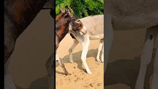 animals donkey funnyanimal funnydonkey [upl. by Nordek]