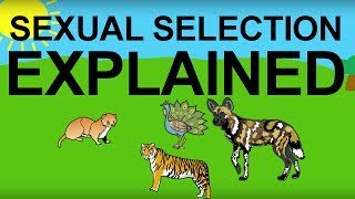 Sexual Selection Explained Evolution 101 [upl. by Noloc]