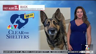 Clear the Shelters pet of the day Tues Sept 10 Buck  NBC 7 San Diego [upl. by Ahsimit]