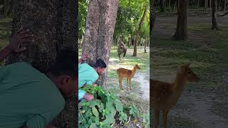 lokking tiger amp deer in side of tree 284 vfx tiger wildlife shorts videos [upl. by Scales]