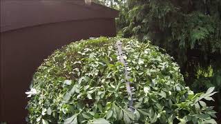 HOW TO Shear a shrub to the right shape [upl. by Liliane]