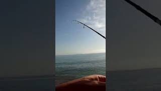 Ultralight Rockfishing pesca fishing playa rockfishing sargo microgamefishing [upl. by Lorianna]