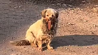 With jaw gone tongue falling out homeless dog desperate for help [upl. by Atwood]