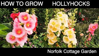 How and When To Collect Hollyhocks Seeds [upl. by Clevie11]