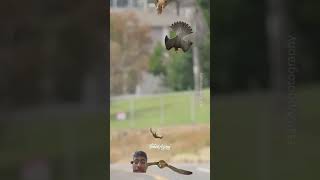 2 falcons attack 🦅🦅falcon trending viral [upl. by Odnanreh]