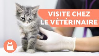 Quand fautil amener son chat chez le vétérinaire   Première visite déparasitage et vaccins [upl. by Tremayne]