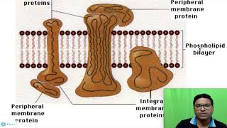 Eukaryotic Cell Plasma membrane [upl. by Shari]