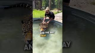 Helping a Jaguar Take a Cool Dip in the Pool 🥰 🙌 [upl. by Erlinna850]