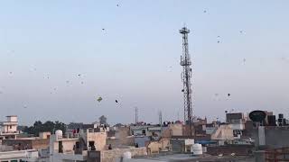 Flying Kites on Sunday Ferozepur [upl. by Arodoet776]