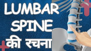 Lumbar spine Anatomy Hindi  लम्बर स्पाइन की रचना [upl. by Inobe]