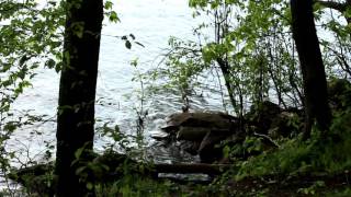 Chipmunk Nature Trail on Hoople Island Long Sault Parkway  Ingleside ON  May 2017 [upl. by Cornwall]