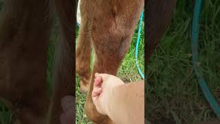 Equine Bot fly removal parasites so disgusting Two days in a row what a pain essential grooming [upl. by Wendolyn30]