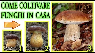 COME COLTIVARE FUNGHI IN CASA CON quotTIME LAPSEquot CRESCITA E RISULTATO FINALE  mushrooms champignons [upl. by Anisor]