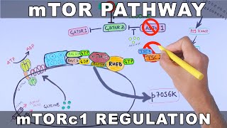 mTOR Pathway and its Regulation [upl. by Etireugram321]