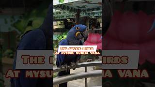 Exotic Wonders Blue amp Yellow Macaw Toco Toucan Hyacinth amp More at Mysurus Bird Sanctuary 🦜🌴✨ [upl. by Lavud]