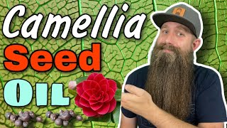 Camellia Japanese Seed Oil  Carrier Oils 101 [upl. by Magnien]