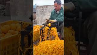 Peel the persimmonspickingfruitvegetablerural lifeagriculturefruitcutting farmingsatisfying [upl. by Tati]