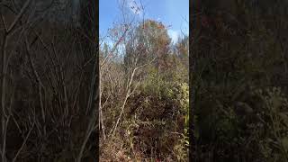 Removing shrubby encroachment on Fen michigan [upl. by Ycul209]