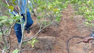 Guava farm  drenching manure growth pest disease care  stage 1 doratotha dtd 11nov2024 [upl. by Glovsky301]