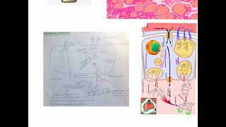 CORSO DI FISIOLOGIA UMANA  LEZIONE 37 DI 81  FISIOLOGIA DEL SISTEMA ENDOCRINO  PARTE 4 [upl. by Tala335]