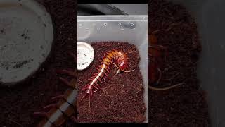 scolopendra subspinipes Makan Lancar shorts kelabang [upl. by Ynafets]