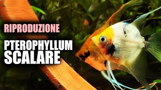 Riproduzione SCALARE in Acquario Guida Completa [upl. by Threlkeld]