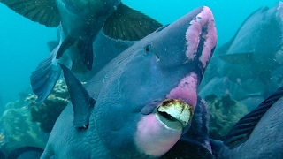 Feeding Humphead Parrotfish  Blue Planet  BBC Earth [upl. by Adihahs]