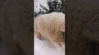 mangalica cerdo cerdomangalica hungria animal domestico reinoanimal [upl. by Leamsi]