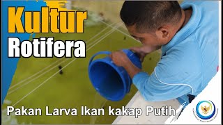 Pakan Larva Ikan kakap Putih [upl. by Neville]