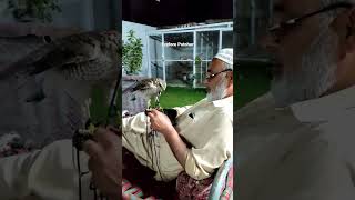 Falconry in Pakistan  Goshawk  Sparrow Hawk  Training falconshort [upl. by Artek]