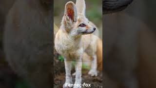 Fennec Fox [upl. by Iggy]