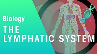 The Lymphatic System  Health  Biology  FuseSchool [upl. by Agripina]