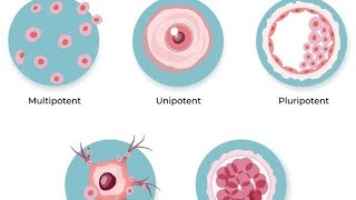 what is totipotent multipotent oligopotent pluripotent and unipotent cells students biology [upl. by Hgielanna455]