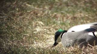 野鳥撮影・ 野鳥 ヨシガモ Falcated duck 12 [upl. by Aelem]