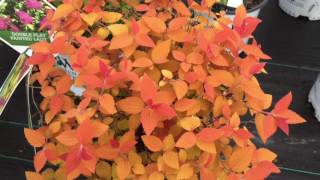 Double Play® Candy Corn Spirea  wwwgardencrossingscom [upl. by Florry]