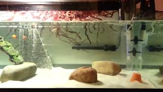 DIY NoPump Bubbles in Aquarium [upl. by Anirazc]