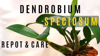 Dendrobium Speciosum  Repotting Care Information amp SemiHydro Update  Outdoor Orchids [upl. by Leelahk]