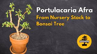 From Nursery Stock to Bonsai Starting a Portulacaria Afra Journey [upl. by Rosenberg]