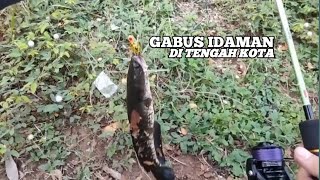 IKAN GABUS SEKARANG SULIT SULIT [upl. by Ellebanna762]