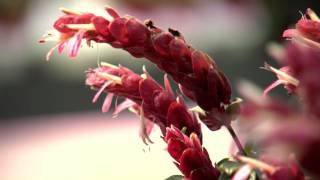 Southern Gardening TV  Flowering Standards May 1 2013 [upl. by Yecats]