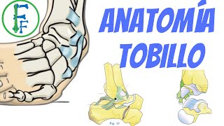 ANATOMIA DEL TOBILLO  Sistema Oseo  Sistema ligamentoso [upl. by Ynnaej]