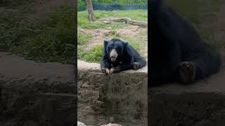 Bear 🐻 At Gawalior Zoo 😱 bear reaction funny bhalu shorts [upl. by Murry]