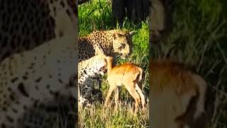 The mother leopard adopts the baby deer as her child [upl. by Anilram]