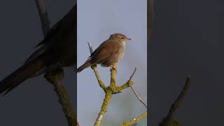 Cettis Warbler Singing shorts [upl. by Alimaj450]