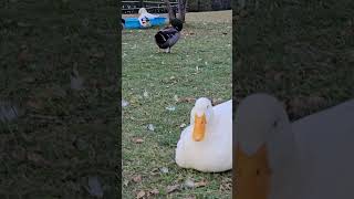 Sleepy duck relaxing on a fall day near the coop Some ducks preen themselves while others nap [upl. by Elam232]