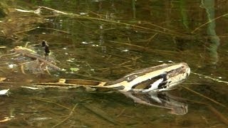 Python stalks Alligator 04  Time Lapse  Dangerous Animals in Florida [upl. by Gnidleif]