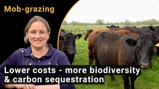 MobGrazing lower costs and more biodiversity amp carbon sequestration AMP grazing [upl. by Cirtap]